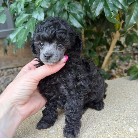 Poodle (Toy) for sale by TIKIMI