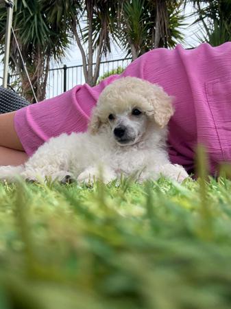 Poodle (Toy) for sale by TIKIMI