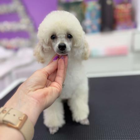 Poodle (Toy) for sale by TIKIMI