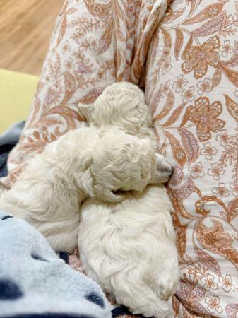 Poodle (Toy) for sale by TIKIMI