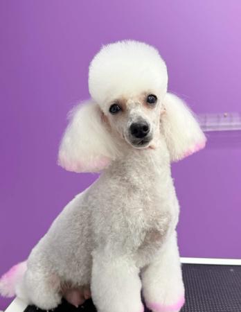 Poodle (Toy) for sale by TIKIMI