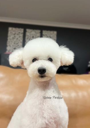 Poodle (Toy) for sale by TIKIMI