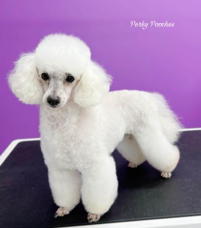 Poodle (Toy) for sale by TIKIMI