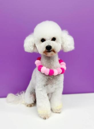 Poodle (Toy) for sale by TIKIMI