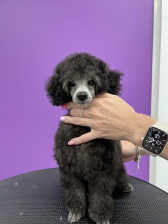 Poodle (Toy) for sale by TIKIMI