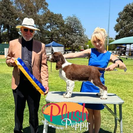 English Springer Spaniel puppy for sale by PERKISSK