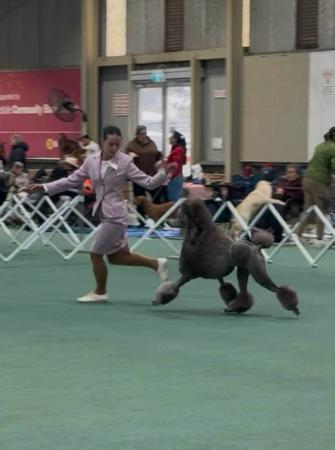 Giday Makybe Diva (ai) R.E. TKS. Poodle (Standard)