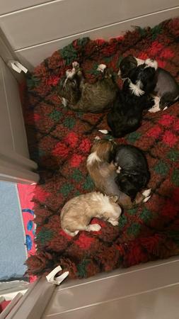 Chinese Crested Dog puppy for sale by EXJAES