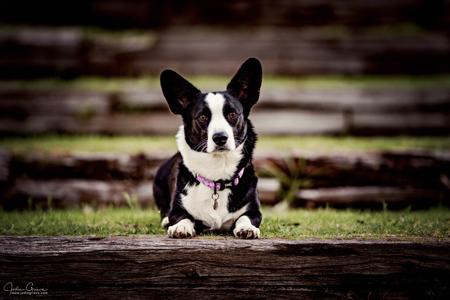 Welsh Corgi (Cardigan) for sale by KLW15