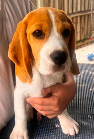 Beagle for sale by WATCHOUTJAX