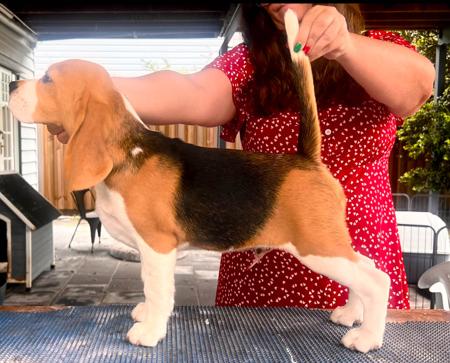 Beagle for sale by WATCHOUTJAX