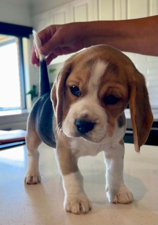 Beagle for sale by WATCHOUTJAX
