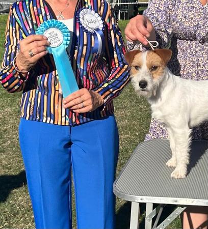 Jack Russell Terrier for sale by WATCHOUTJAX