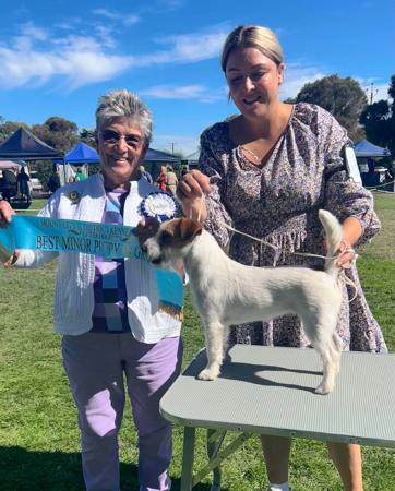 Jack Russell Terrier for sale by WATCHOUTJAX