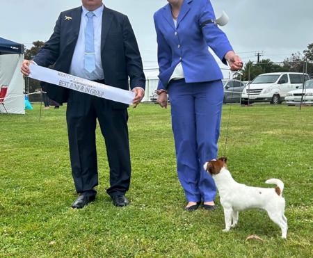 Jack Russell Terrier for sale by WATCHOUTJAX