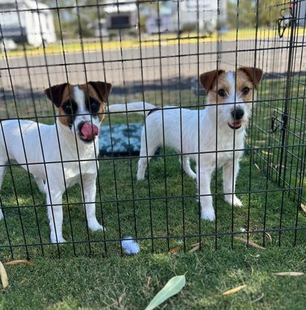 Jack Russell Terrier for sale by WATCHOUTJAX