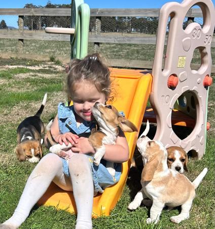 Beagle for sale by WATCHOUTJAX