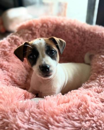 Jack Russell Terrier for sale by WATCHOUTJAX