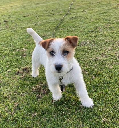 Jack Russell Terrier for sale by WATCHOUTJAX