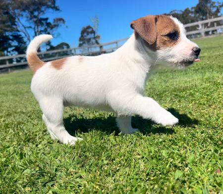 Jack Russell Terrier for sale by WATCHOUTJAX