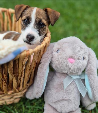 Jack Russell Terrier for sale by WATCHOUTJAX