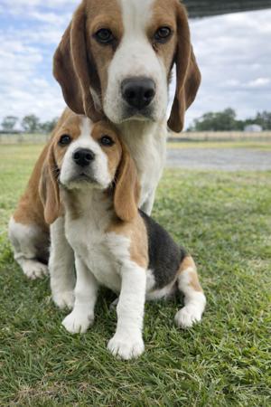 Beagle for sale by WATCHOUTJAX