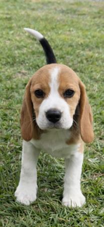 Beagle for sale by WATCHOUTJAX
