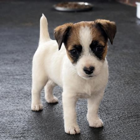 Jack Russell Terrier for sale by WATCHOUTJAX