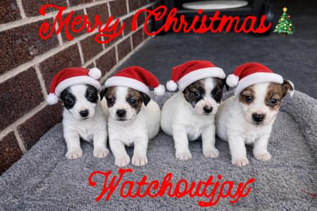 Jack Russell Terrier for sale by WATCHOUTJAX