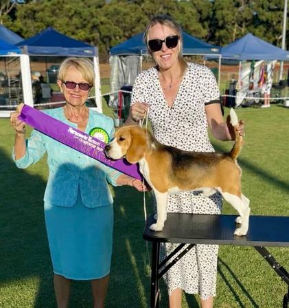 Beagle for sale by WATCHOUTJAX