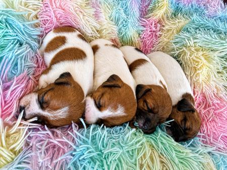 Jack Russell Terrier puppy for sale by WATCHOUTJAX