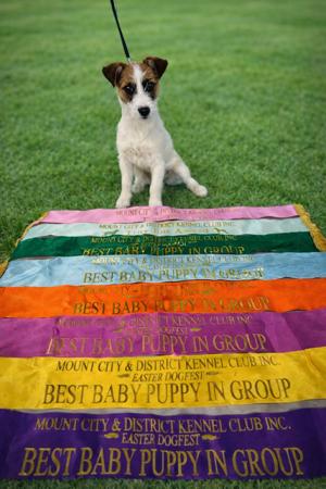 Jack Russell Terrier for sale by WATCHOUTJAX