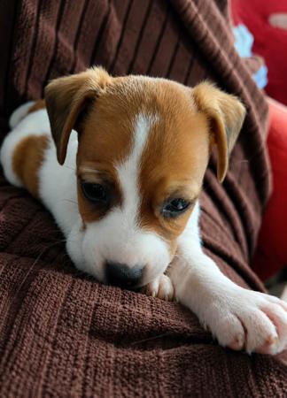 Jack Russell Terrier puppy for sale by WATCHOUTJAX