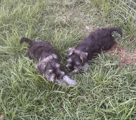 Schnauzer (Miniature) puppy for sale by TRELINGAPARK
