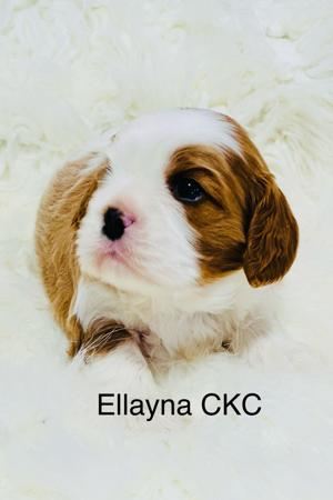 Cavalier King Charles Spaniel for sale by ELLAYNA