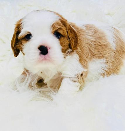 Cavalier King Charles Spaniel for sale by ELLAYNA