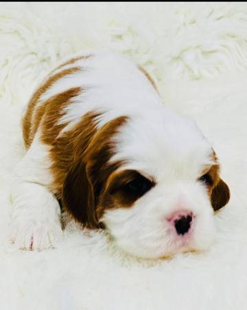 Cavalier King Charles Spaniel for sale by ELLAYNA