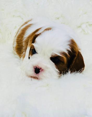 Cavalier King Charles Spaniel for sale by ELLAYNA
