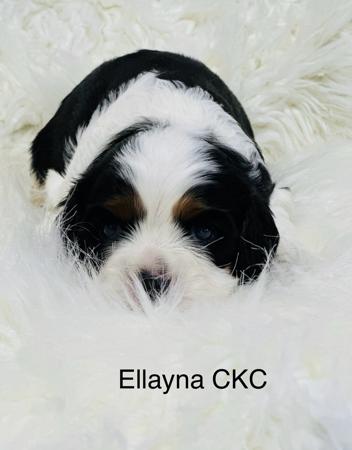 Cavalier King Charles Spaniel for sale by ELLAYNA
