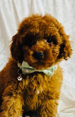 Poodle (Toy) for sale by ELLAYNA