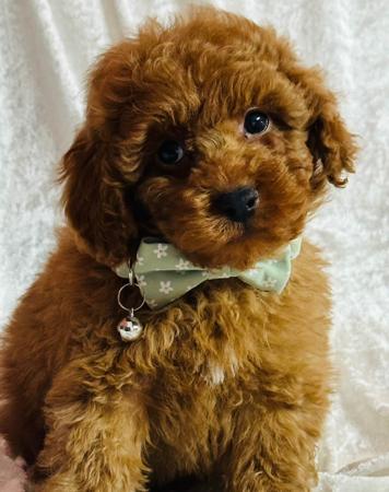 Poodle (Toy) for sale by ELLAYNA