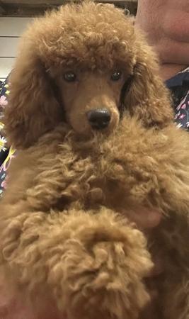 Poodle (Toy) for sale by ELLAYNA