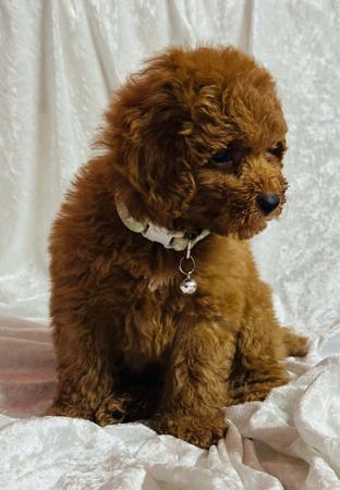 Poodle (Toy) for sale by ELLAYNA