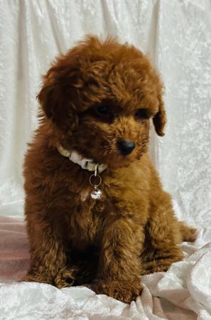 Poodle (Toy) for sale by ELLAYNA