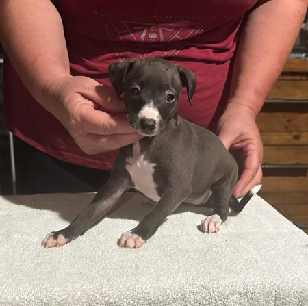 Italian Greyhound puppy for sale by CHERIE