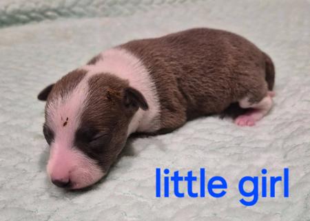 Italian Greyhound puppy for sale by CHERIE