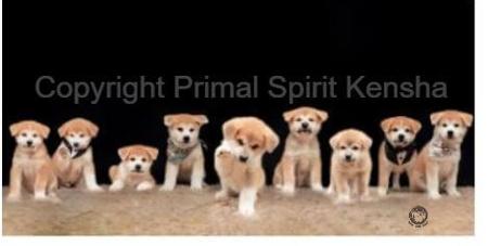 Akita (Japanese) for sale by PRIMALSPIRIT
