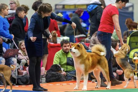 Akita (Japanese) for sale by PRIMALSPIRIT