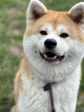 Akita (Japanese) for sale by PRIMALSPIRIT