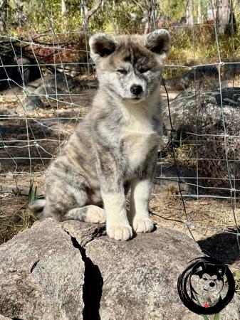 Akita (Japanese) for sale by PRIMALSPIRIT